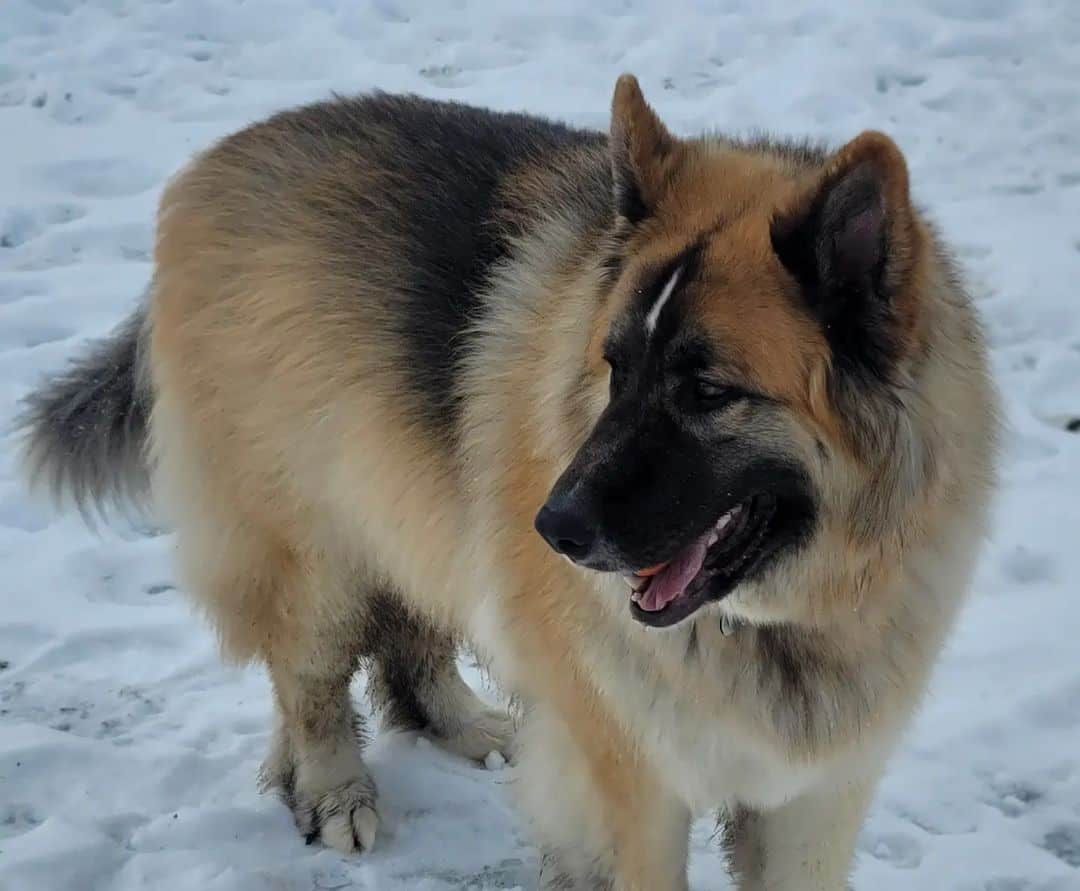 king shepherd portrait in snow