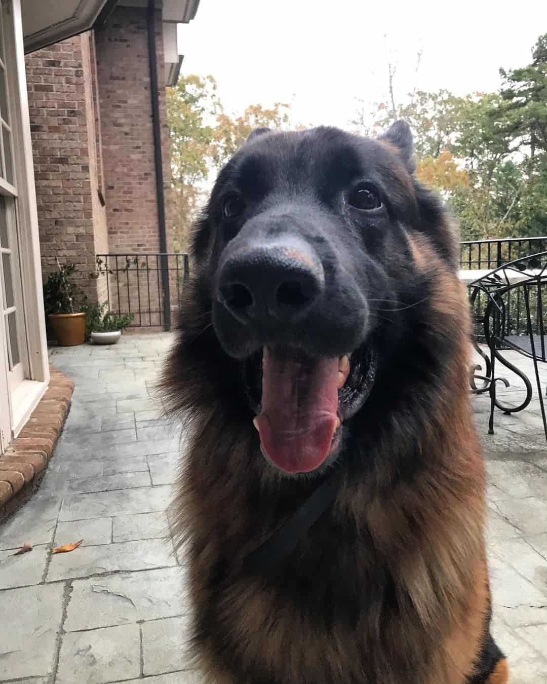 king shepherd sticks tongue out