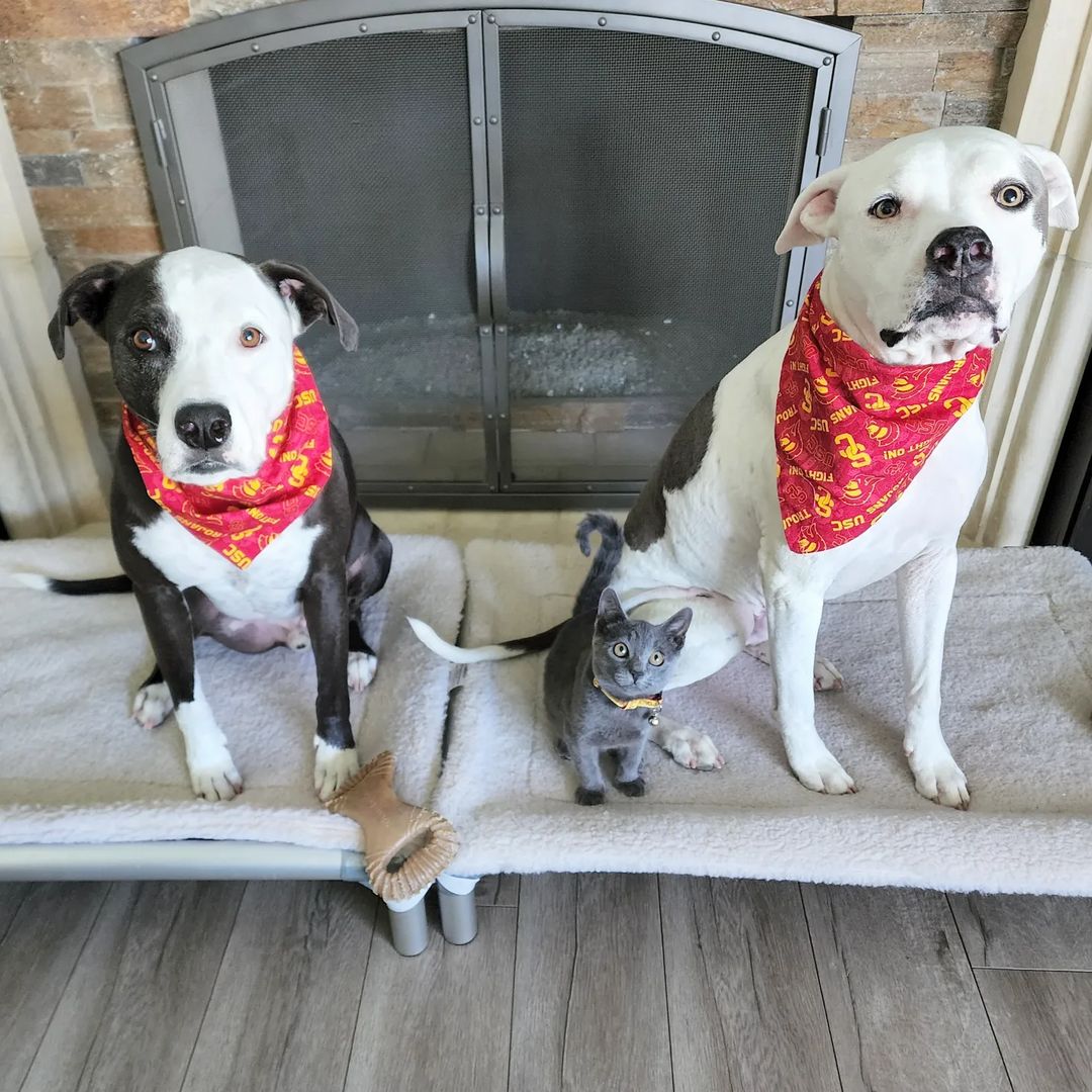 kitten sitting between two pitbulls