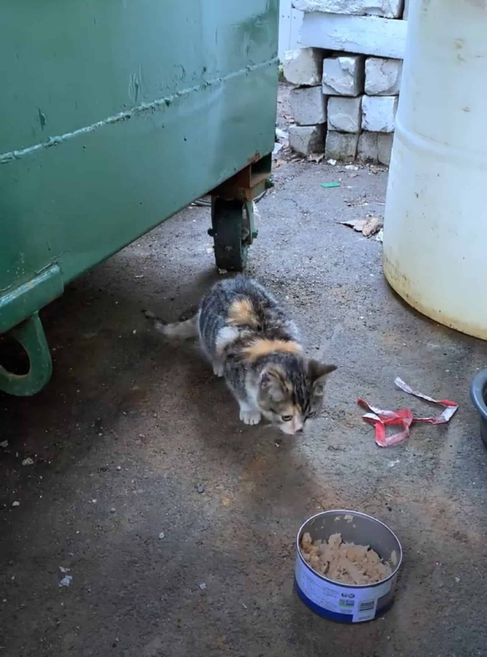 kitten standing beside the trash container and eating from a conserve