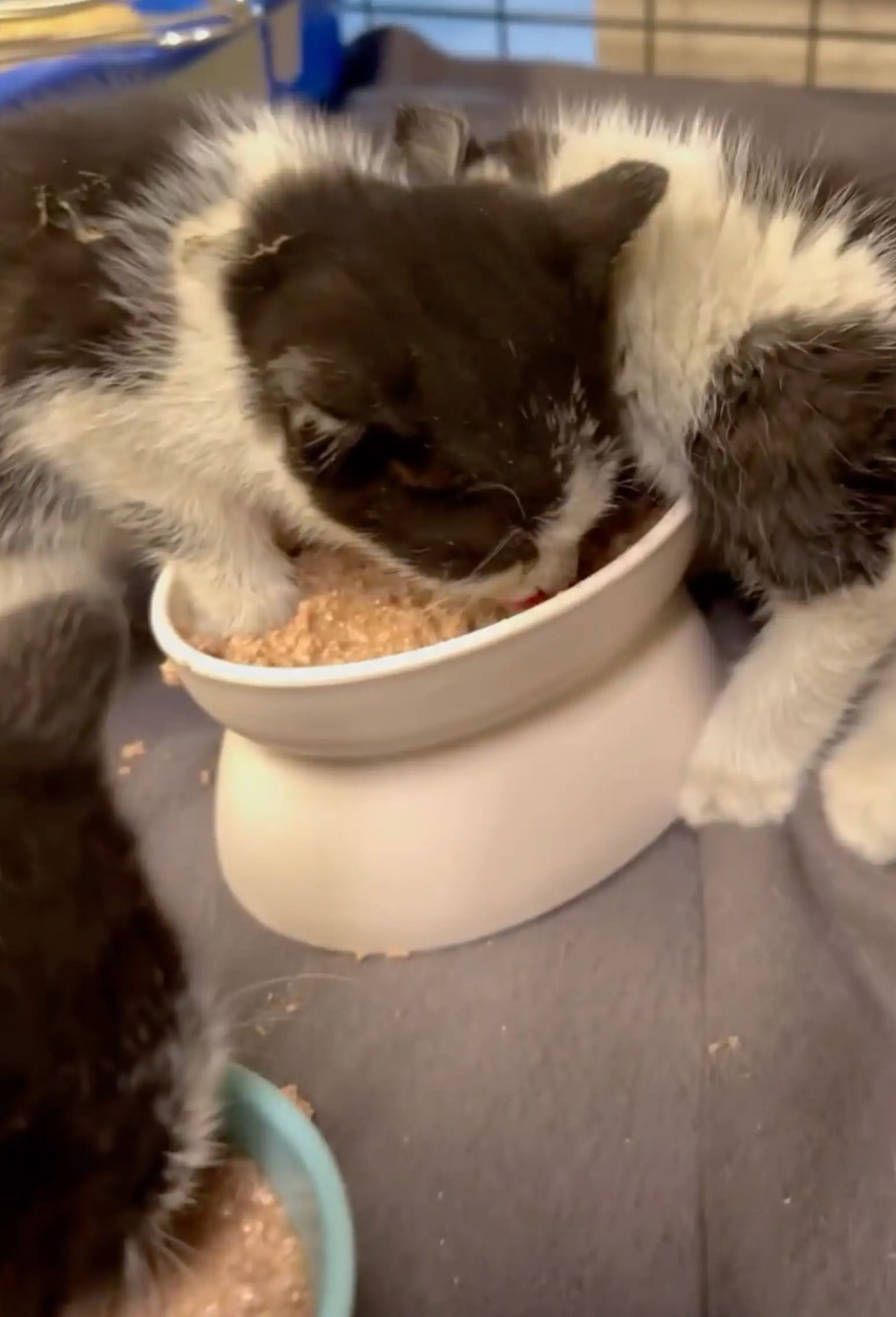 kittens eating