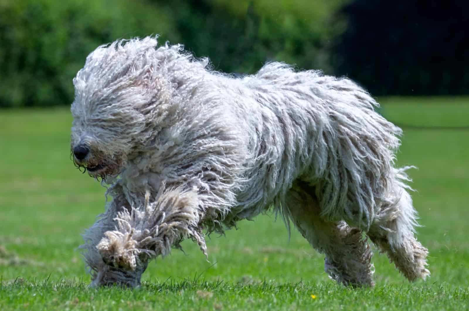 komondor dog