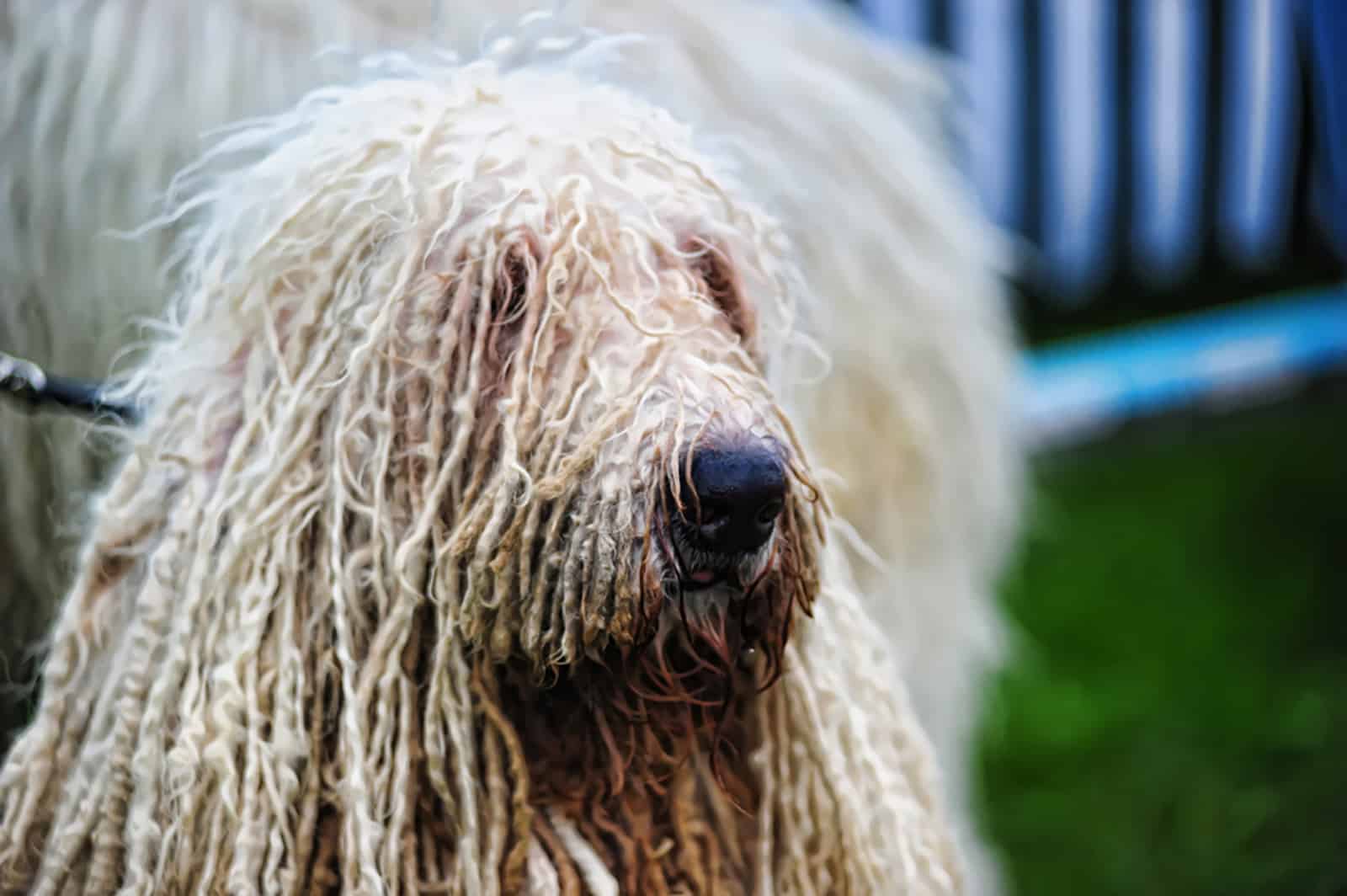 komondor dog in the garden