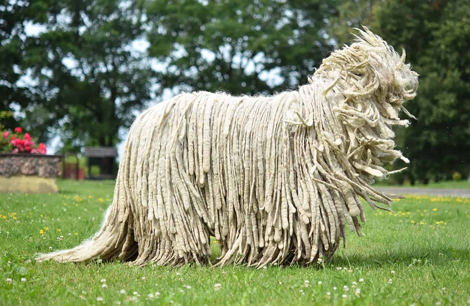 komondor dog walking in the park