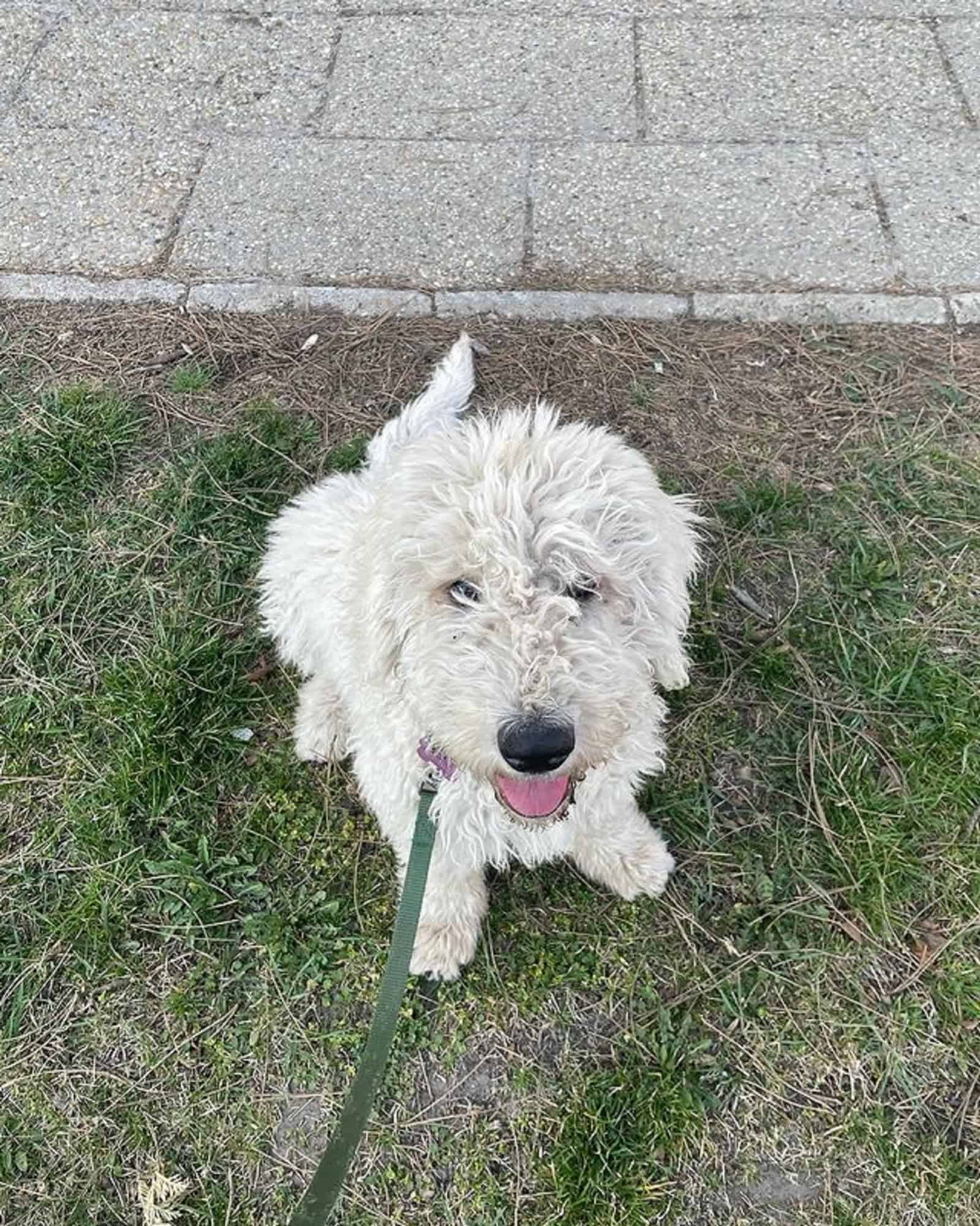 komondor puppy looking into camera