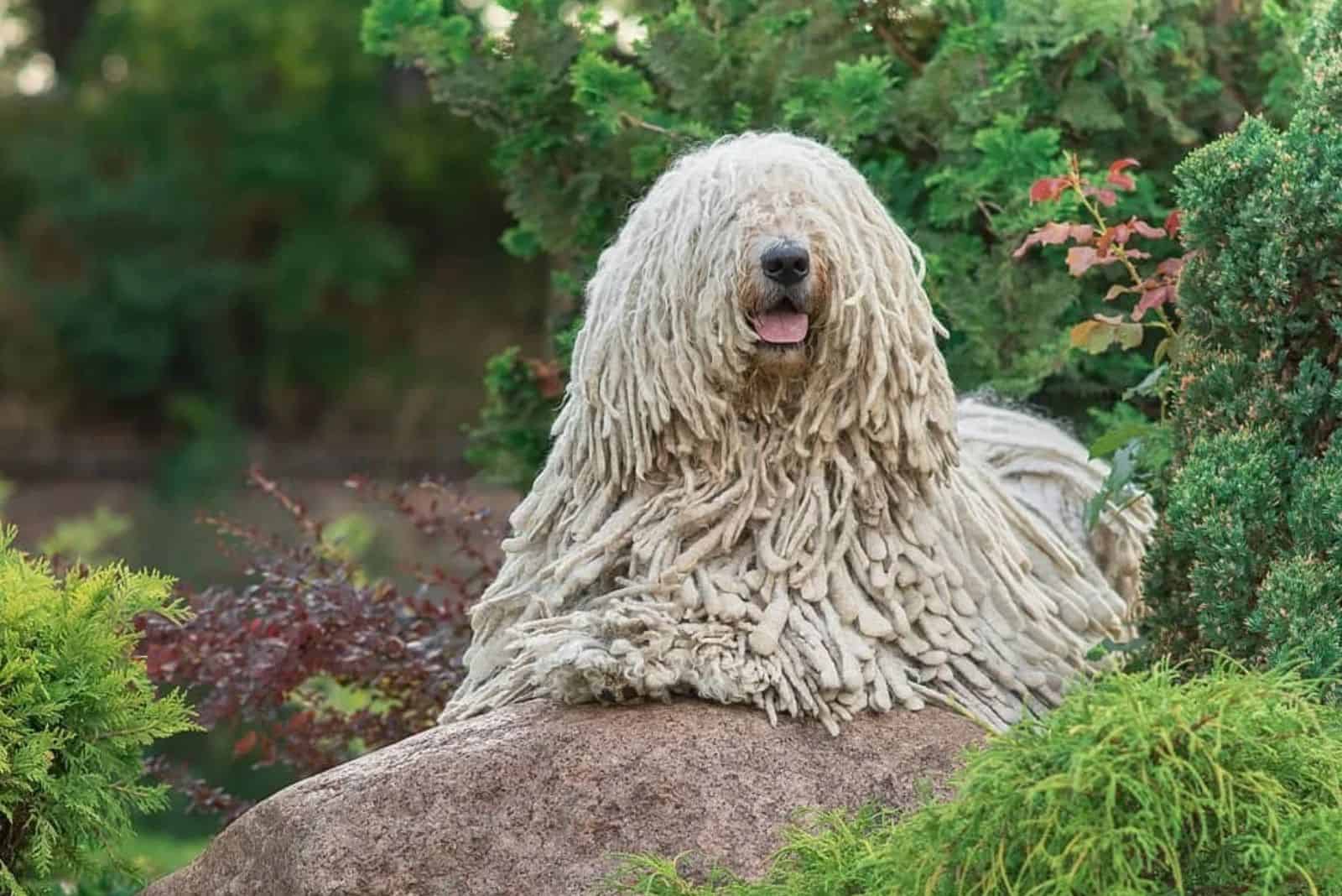 komondor dog