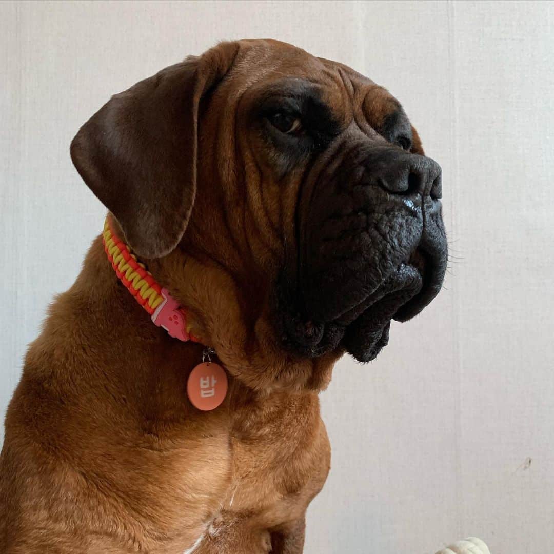 korean mastiff