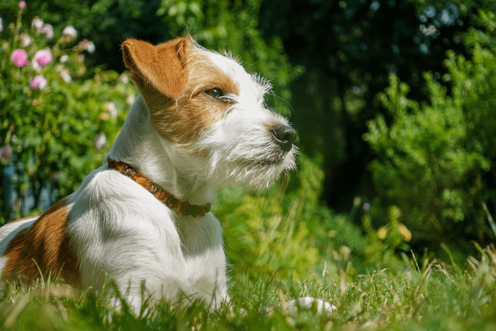 Kromfohrländer lies in the grass