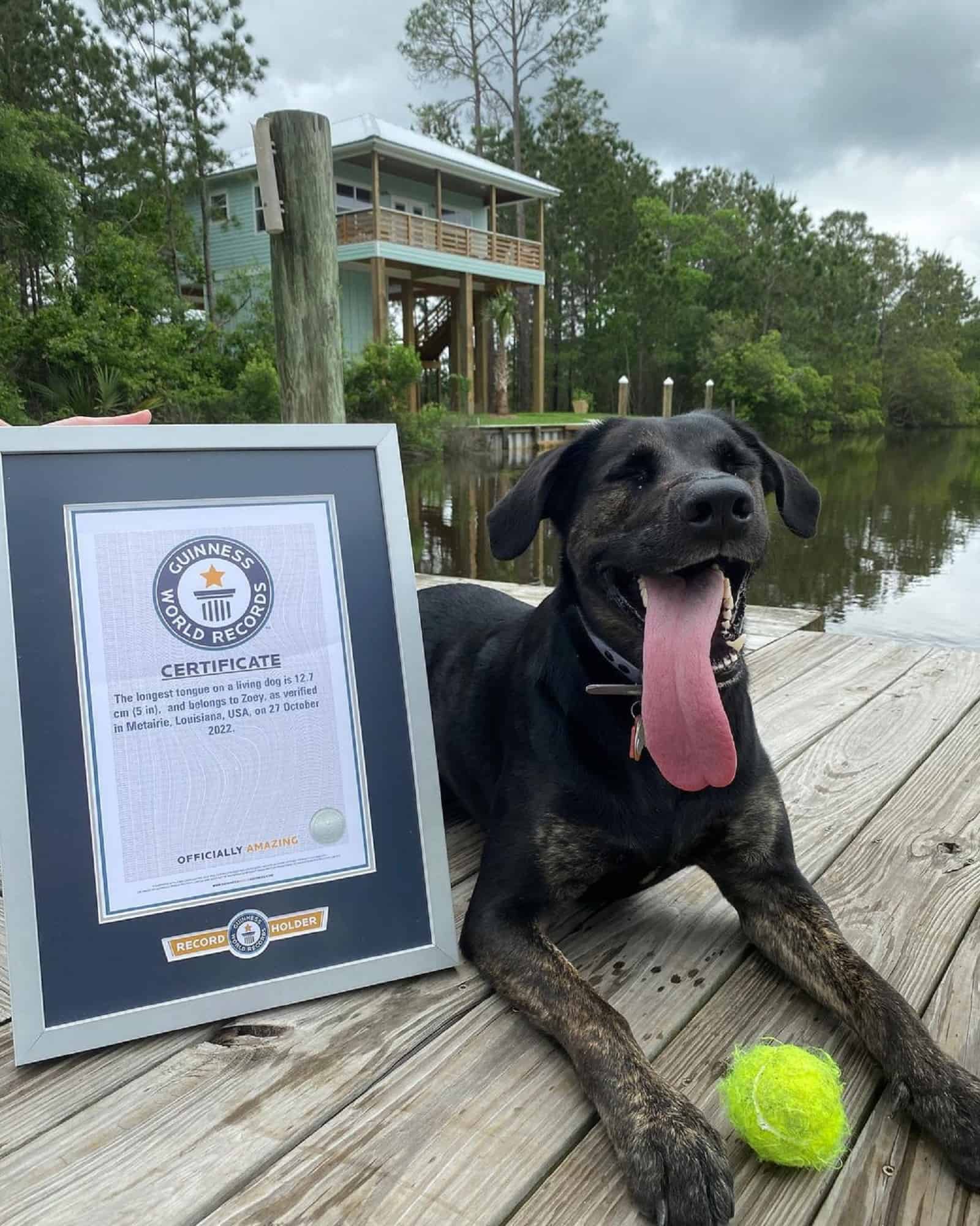 lab and gsd mix dog with longest her certificate