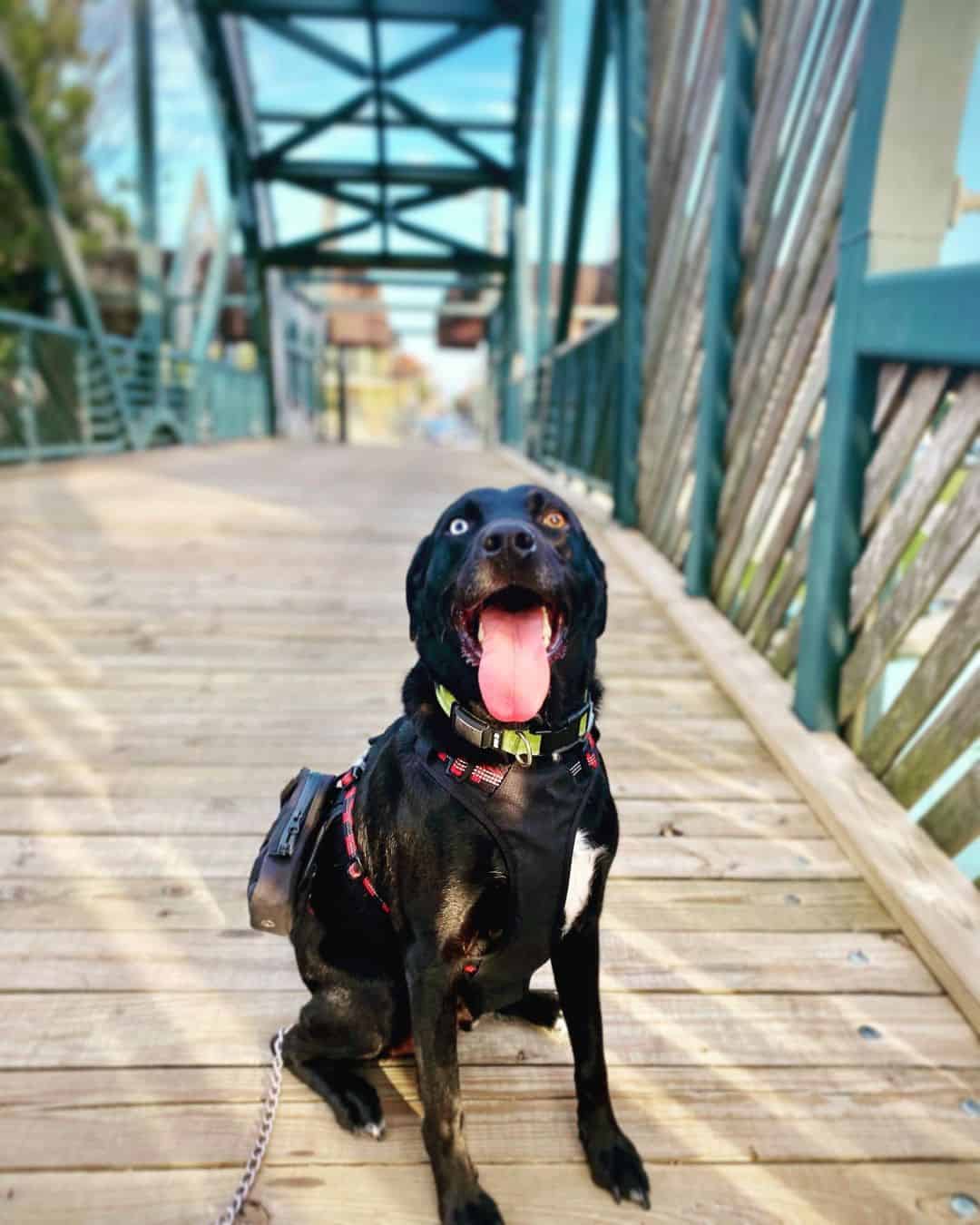 Lab Catahoula Mix sitting and looking at camera