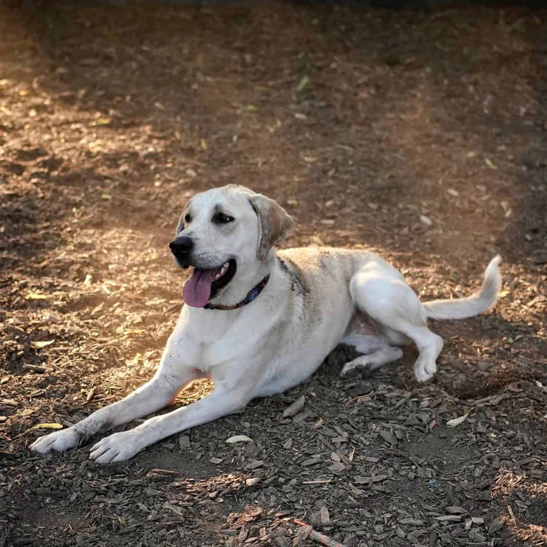 Lab Catahoula Mix standing and looking at camera