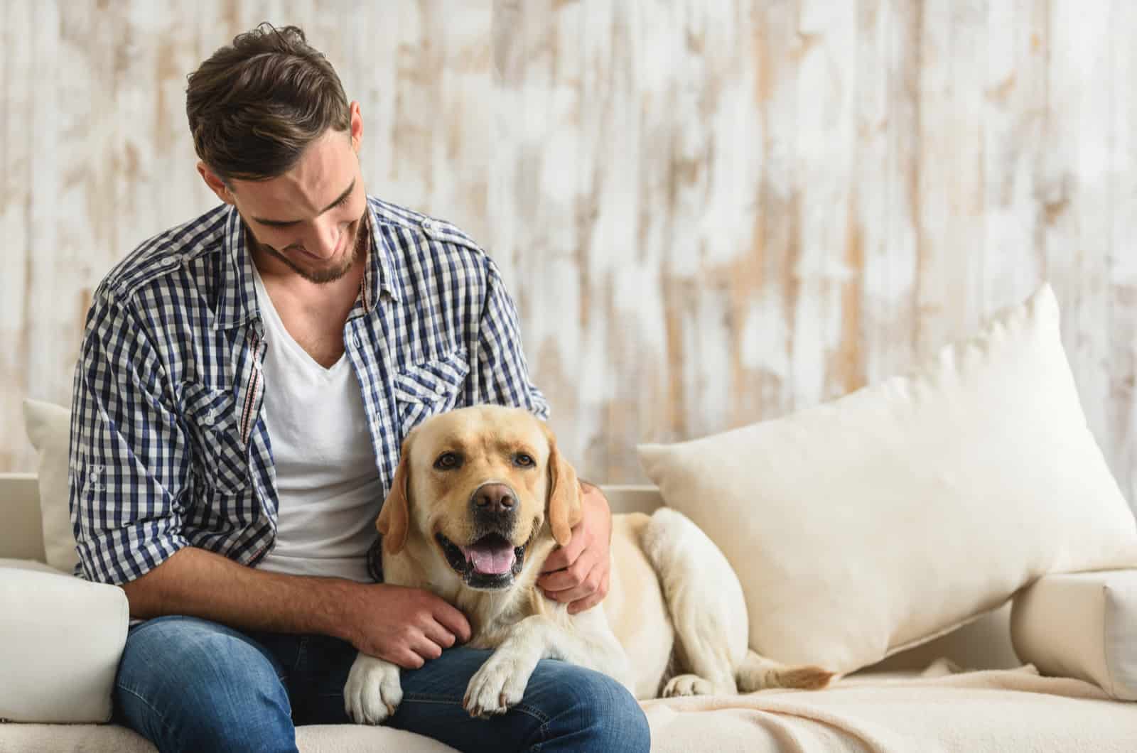 lab resting on owner