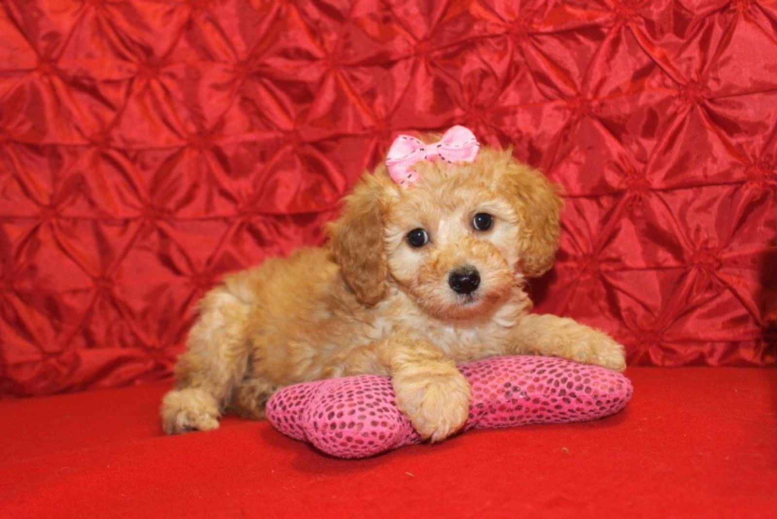 labradoodle lies on a pillow