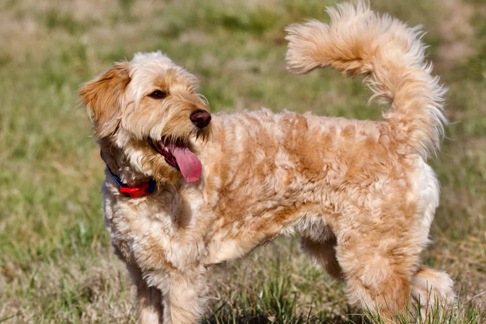 Labradoodle walks in the garden