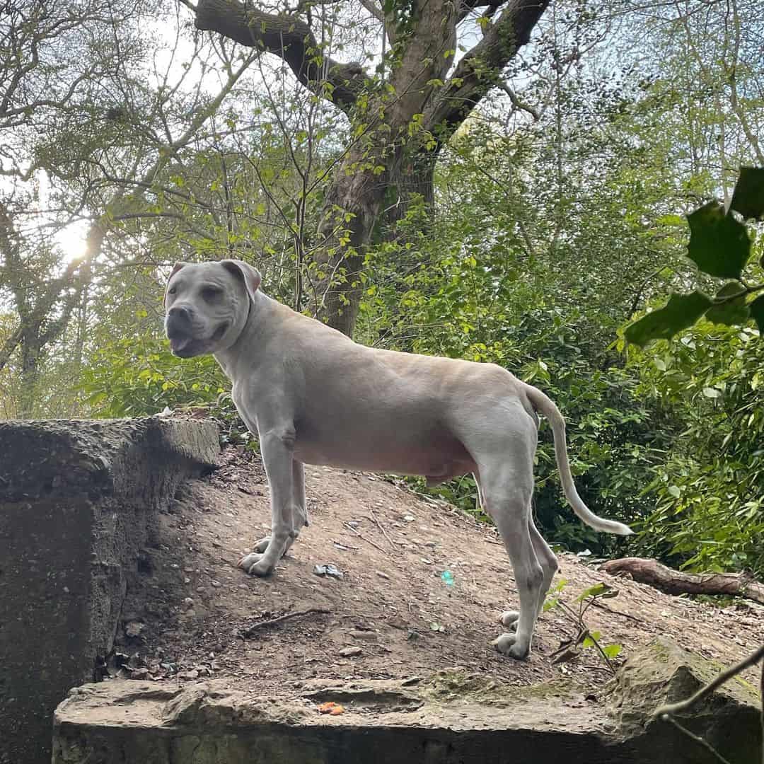 labrador american bulldog mix