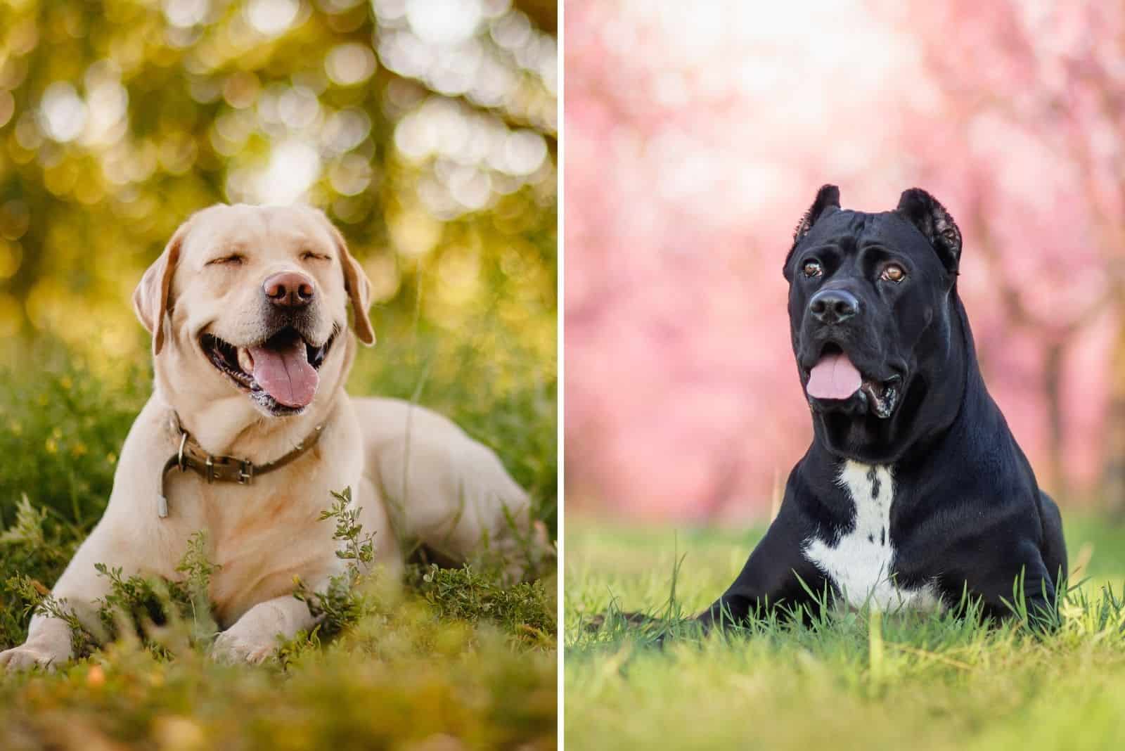 labrador and cane corso