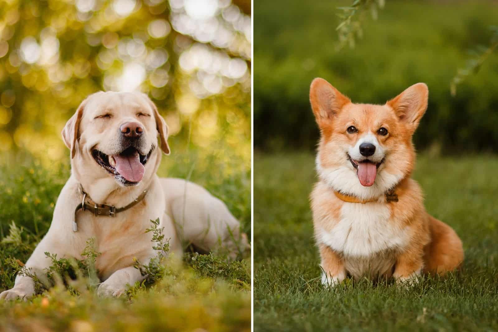 labrador and corgi