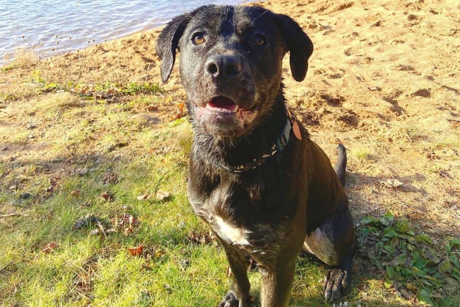 labrador corso near the lake