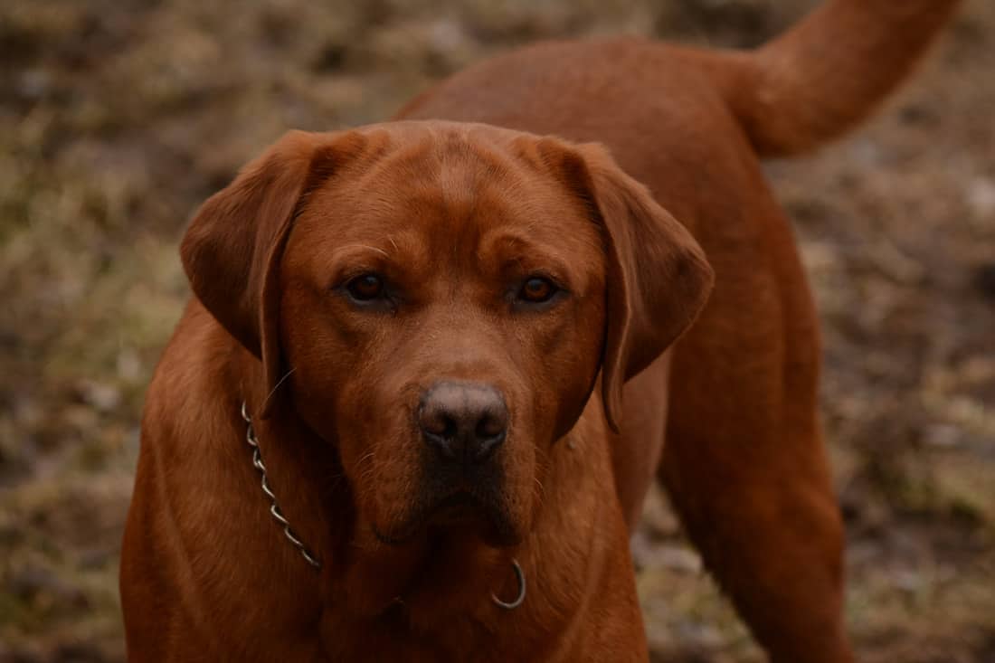 labrador dog