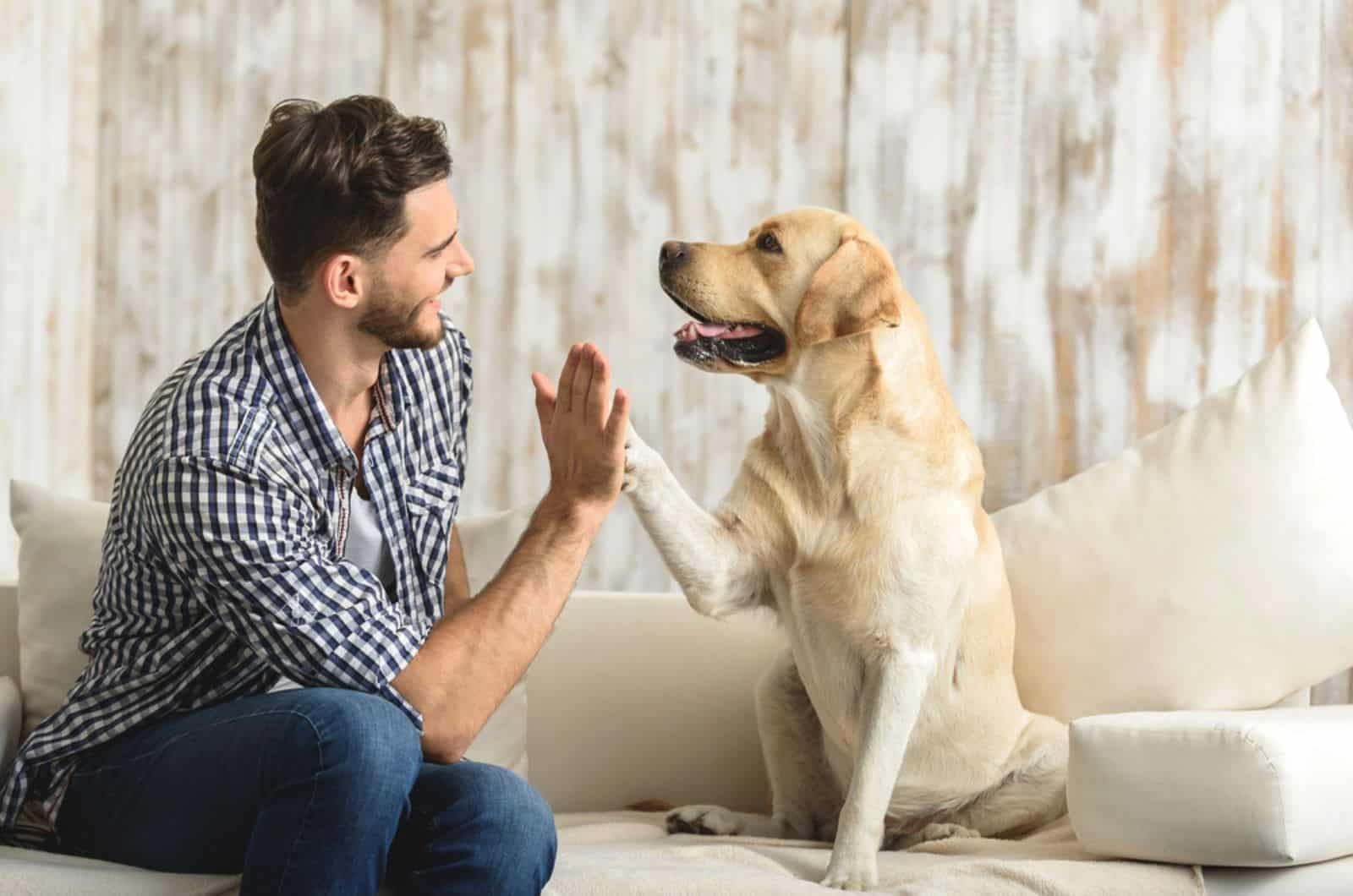 labrador dog gives a five to his owner