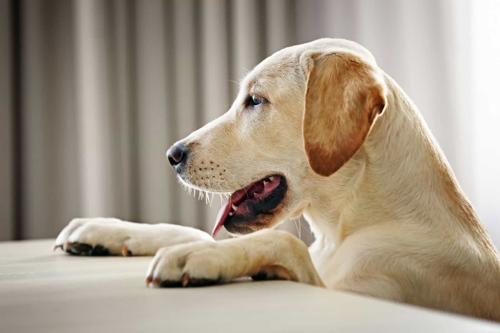 labrador dog waiting for food leaning on the table