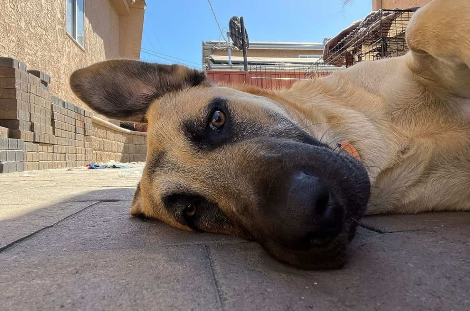 labrador german shepherd mix lying down on concrete floor