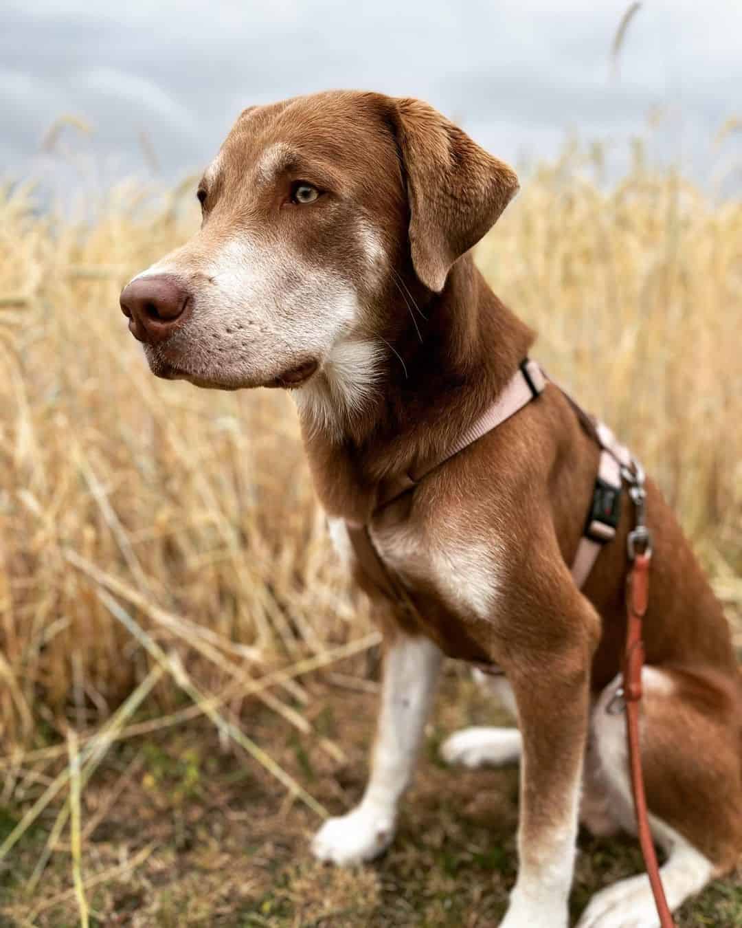 Labrador Husky