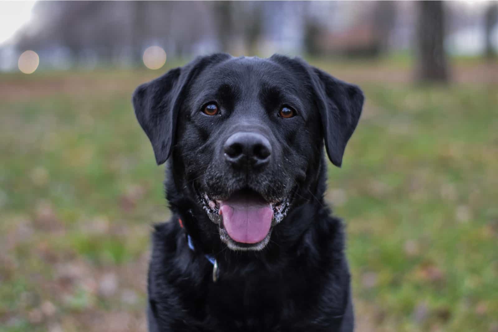 labrador in the park