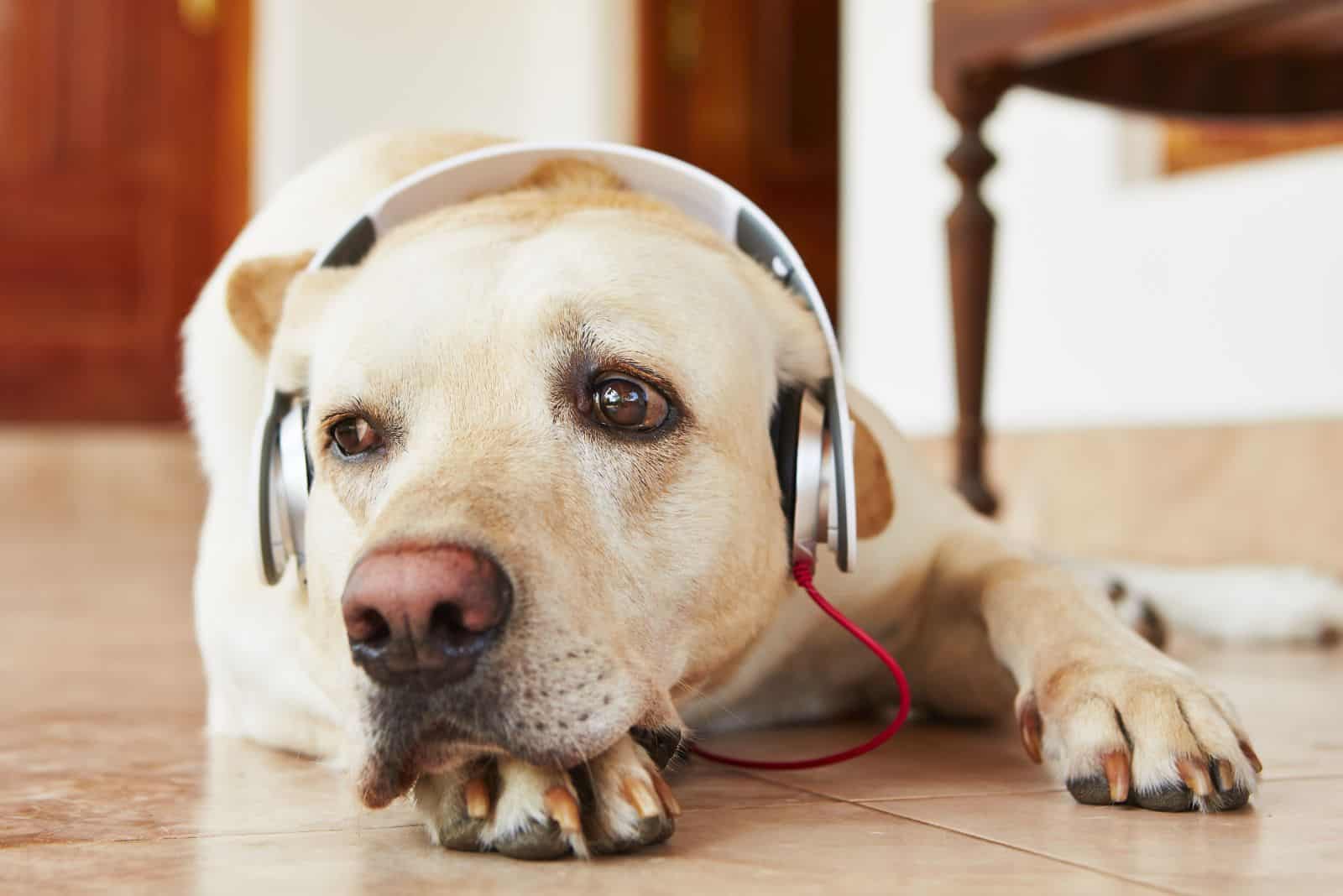 labrador lying on the laminate with headphones on his ears