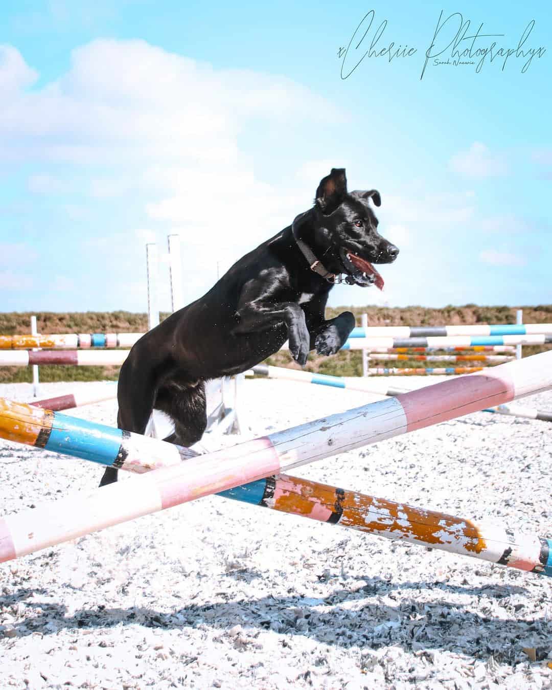 labrador malinois