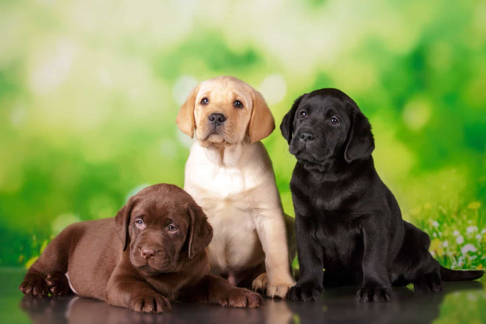 Labrador puppies