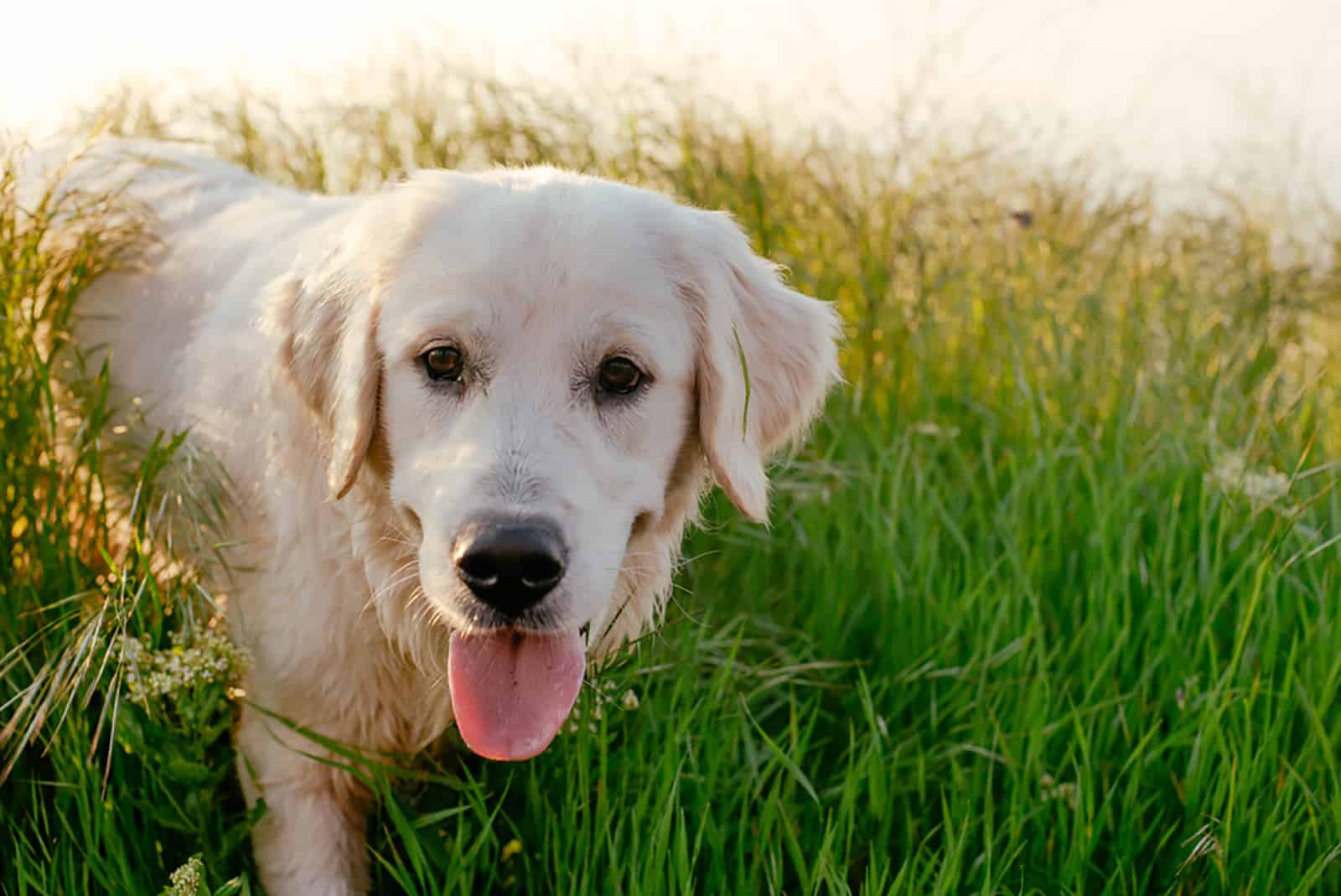 labrador retriever walking in high grass