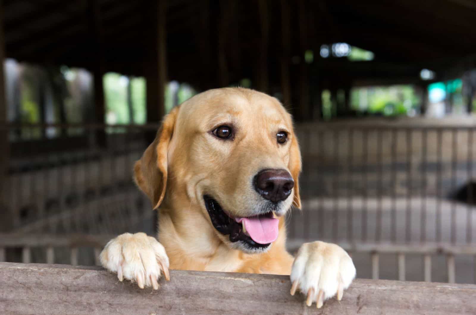 labrador retriever stood over the cage