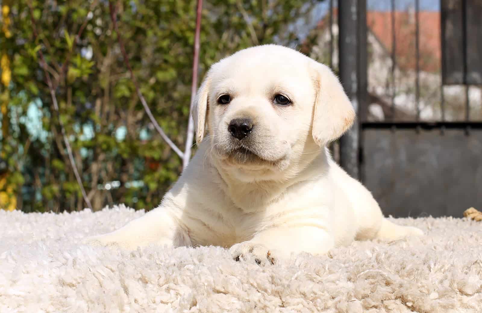 labrador retriever puppy lying on the beige rug