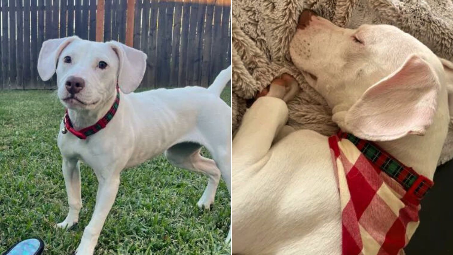 Labrador Retriever Abandoned At The Shelter Due To Hearing Impairment Finds A Loving Family 