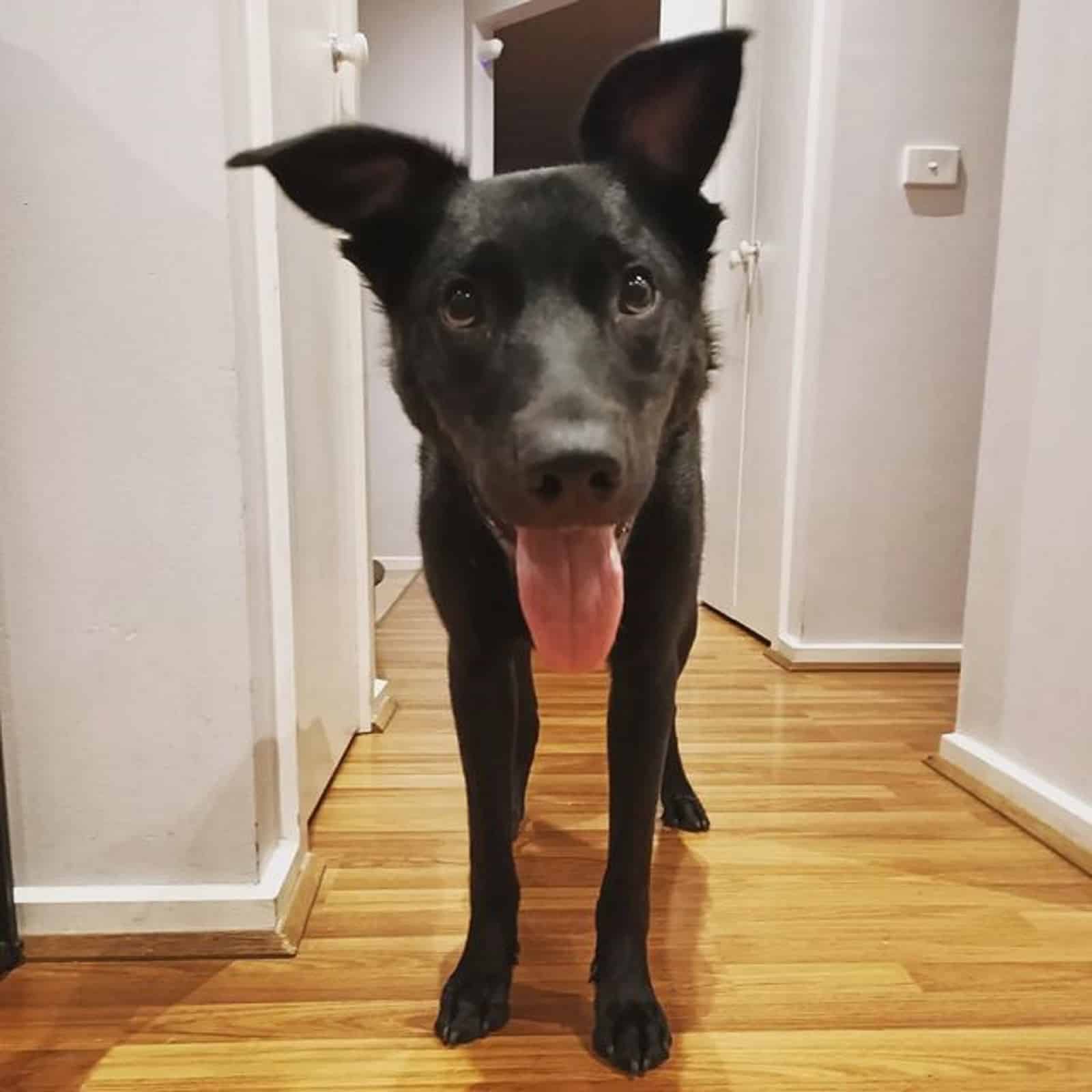 labrador retriever australian kelpie looking into camera