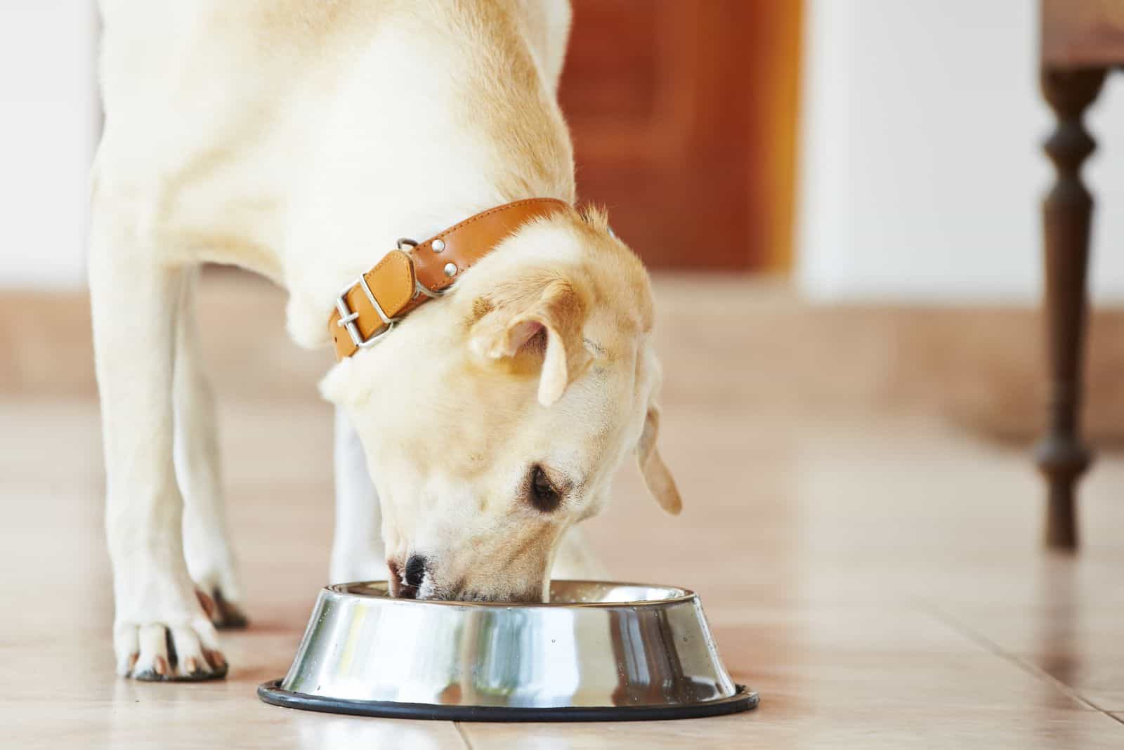 labrador retriever eats from a bowl