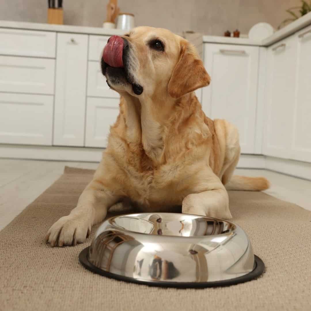 labrador retriever licks his mouth after eating