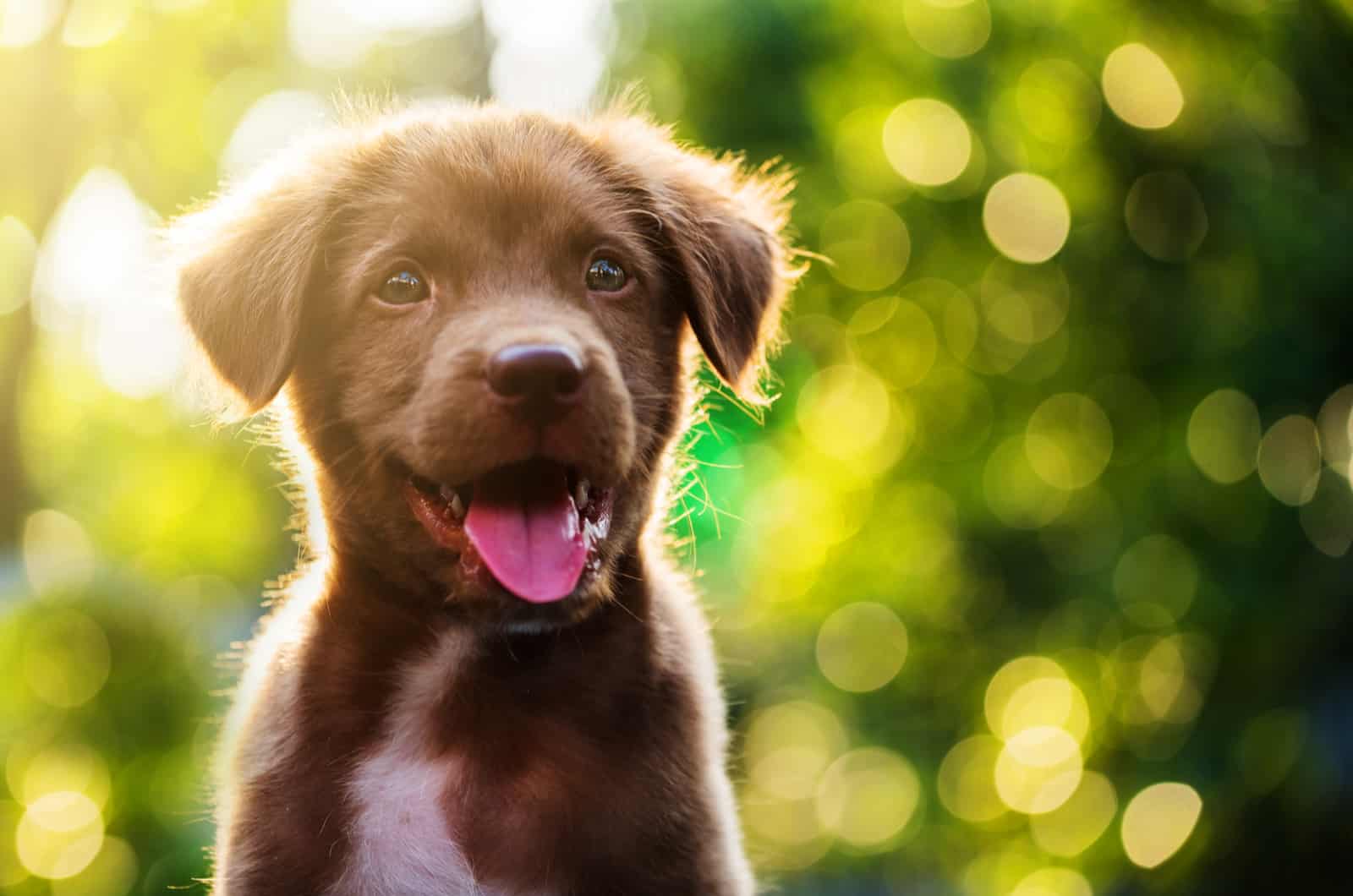 Labrador Retriever puppies laugh