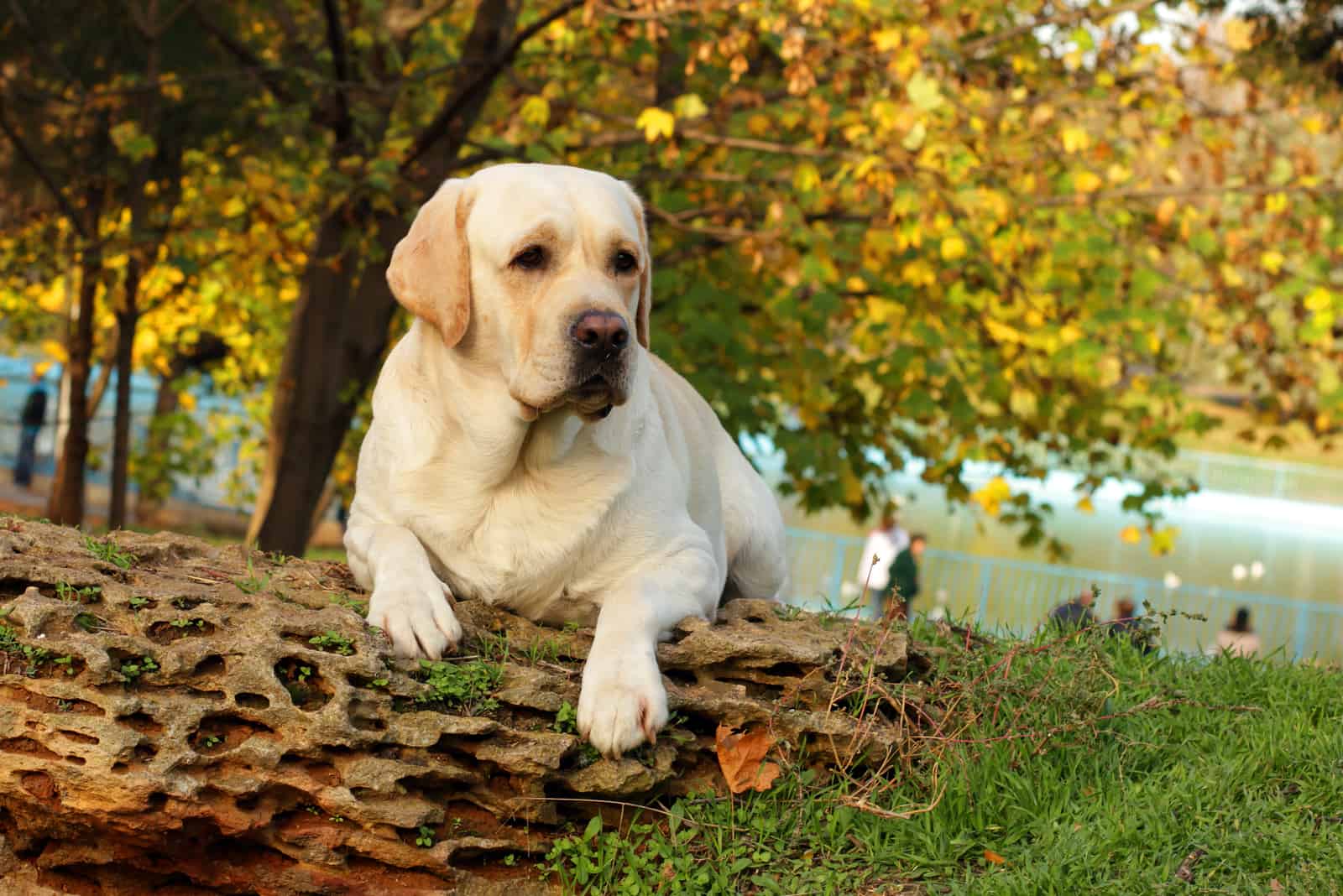 labrador retriever sitting in nature