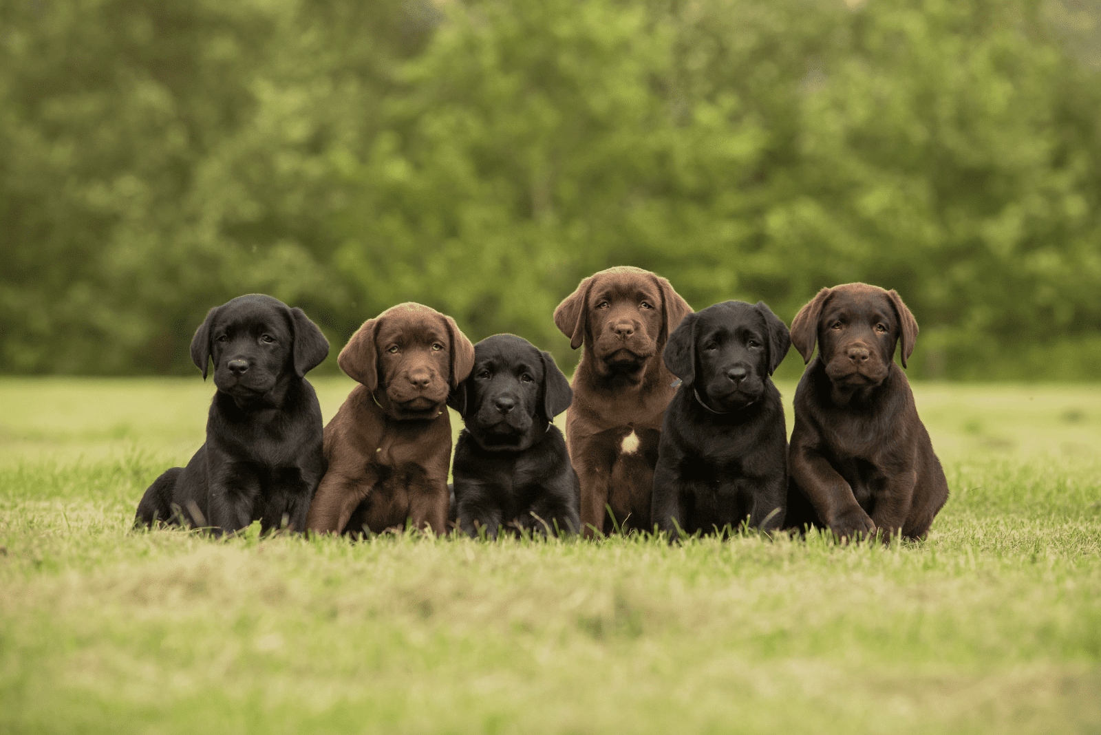 Labrador Retrievers puppy sitting in the garden