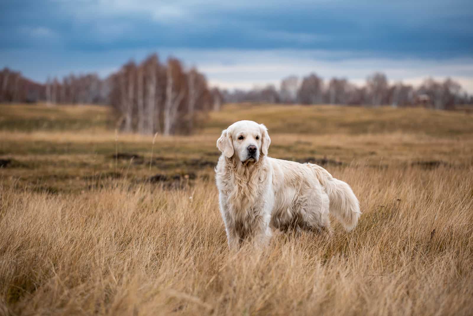 labrador walking on field