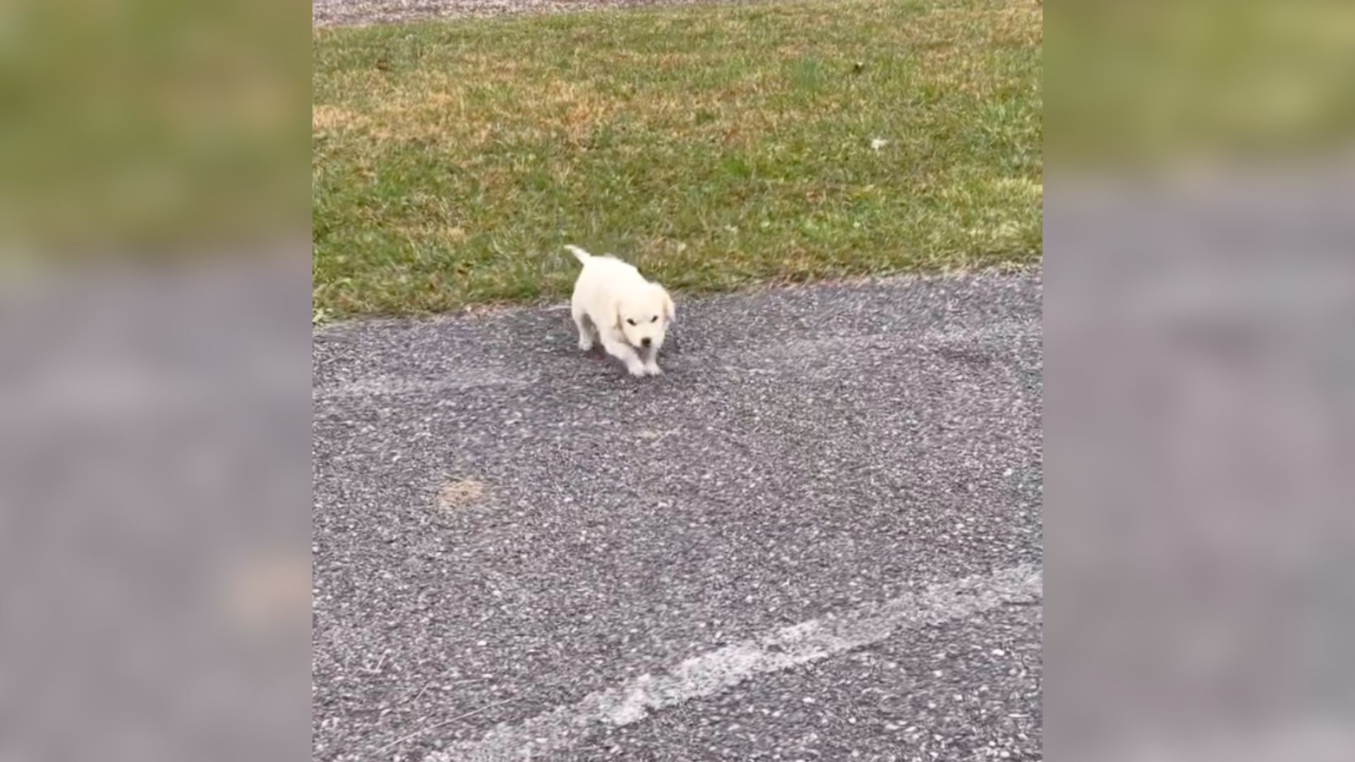 Woman In Shock To Discover The Real Identity Of A Stuffed Animal Found Next To A Road