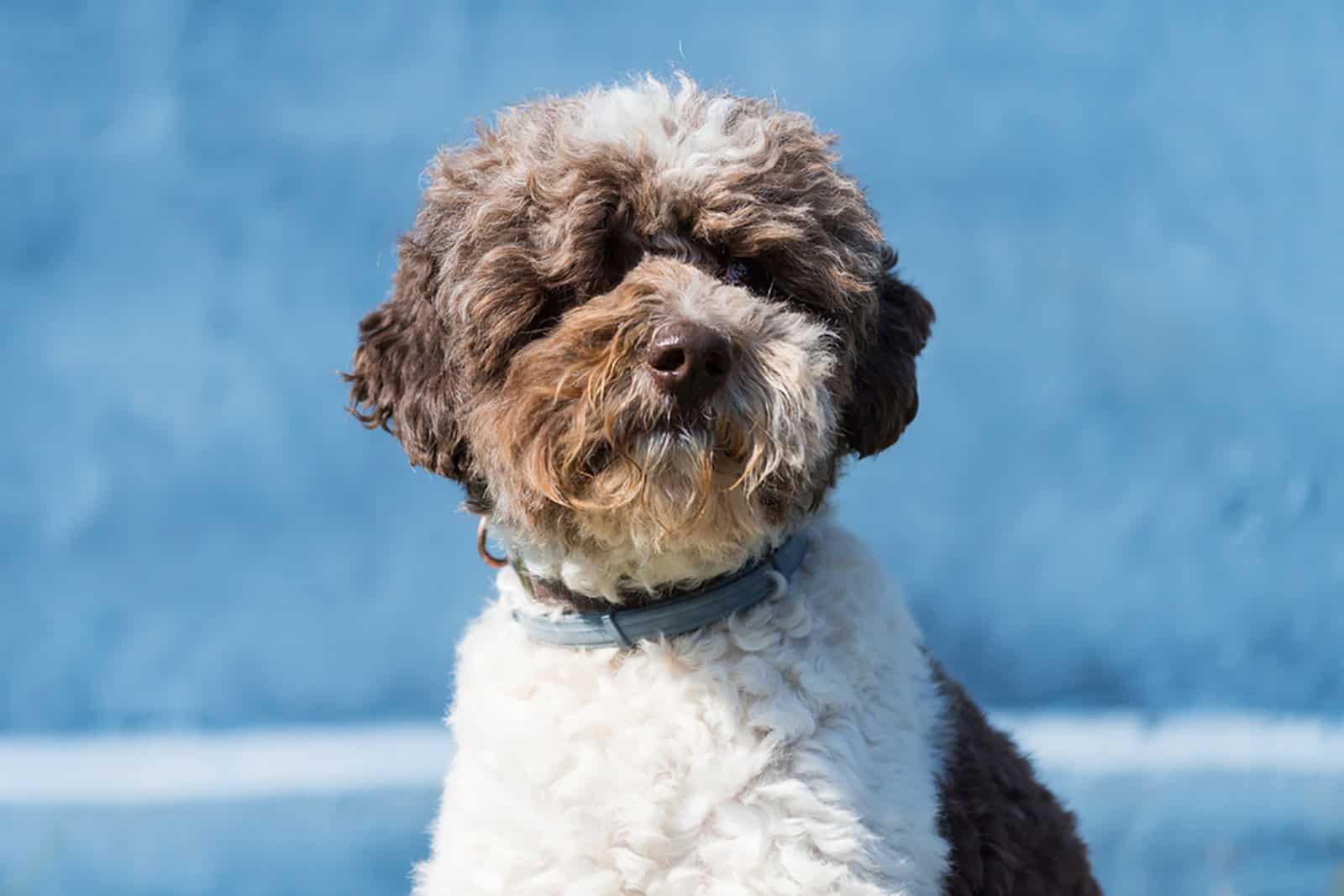 lagotto romagnolo dog