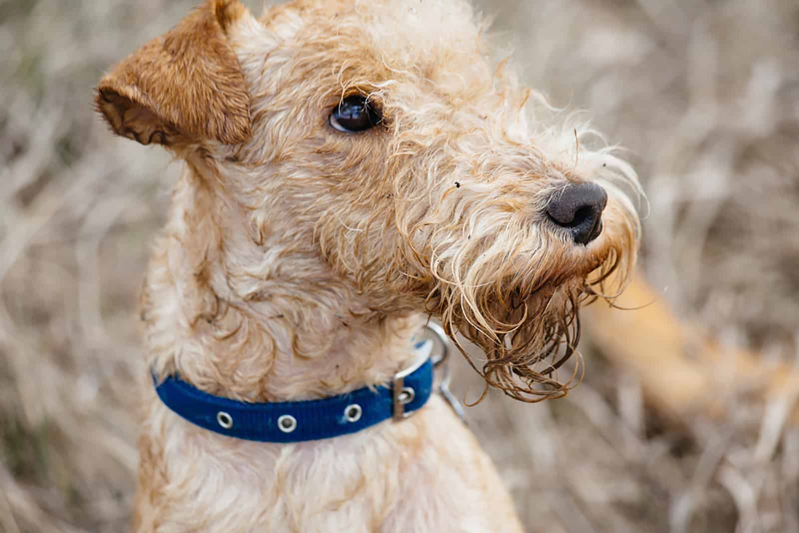 lakeland terrier in the field