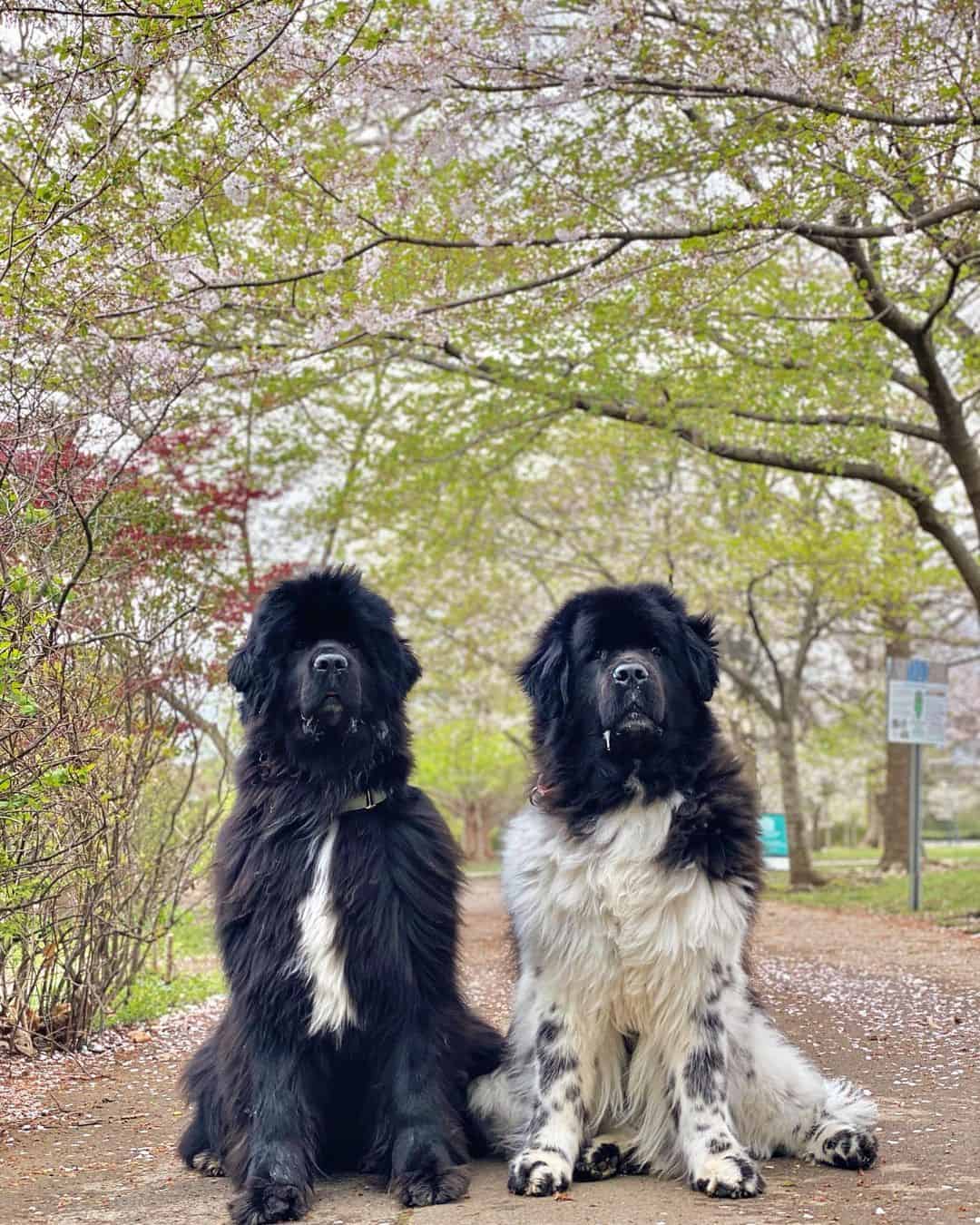 landseer and standard newfie