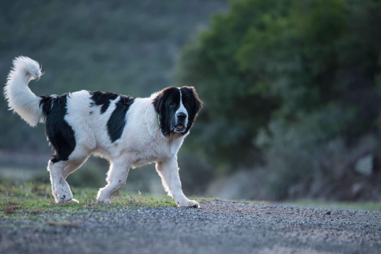 Landseer Newfoundland