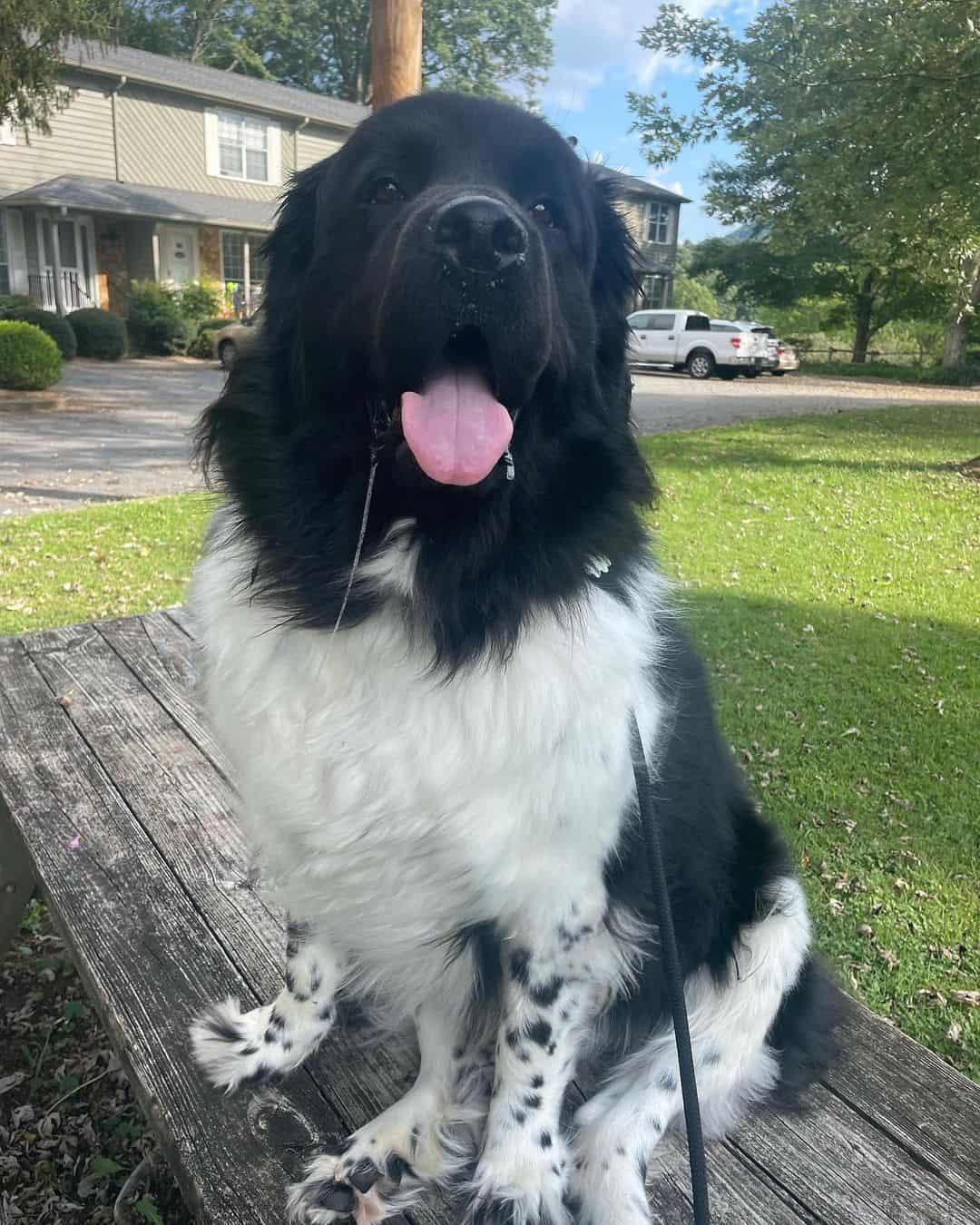 landseer newfoundland dog with tongue out