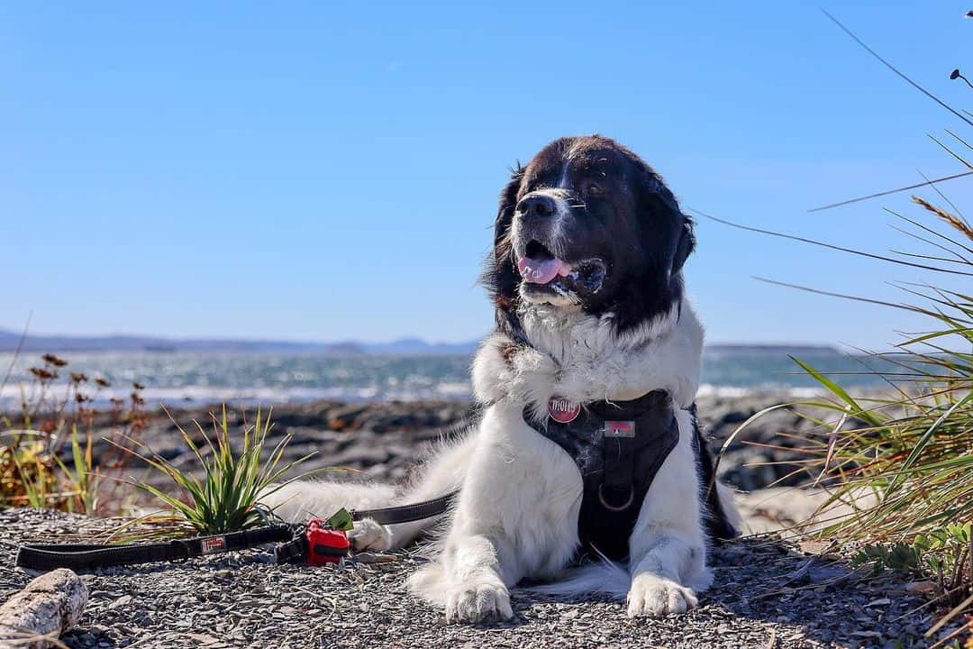 landseer newfoundland in nature