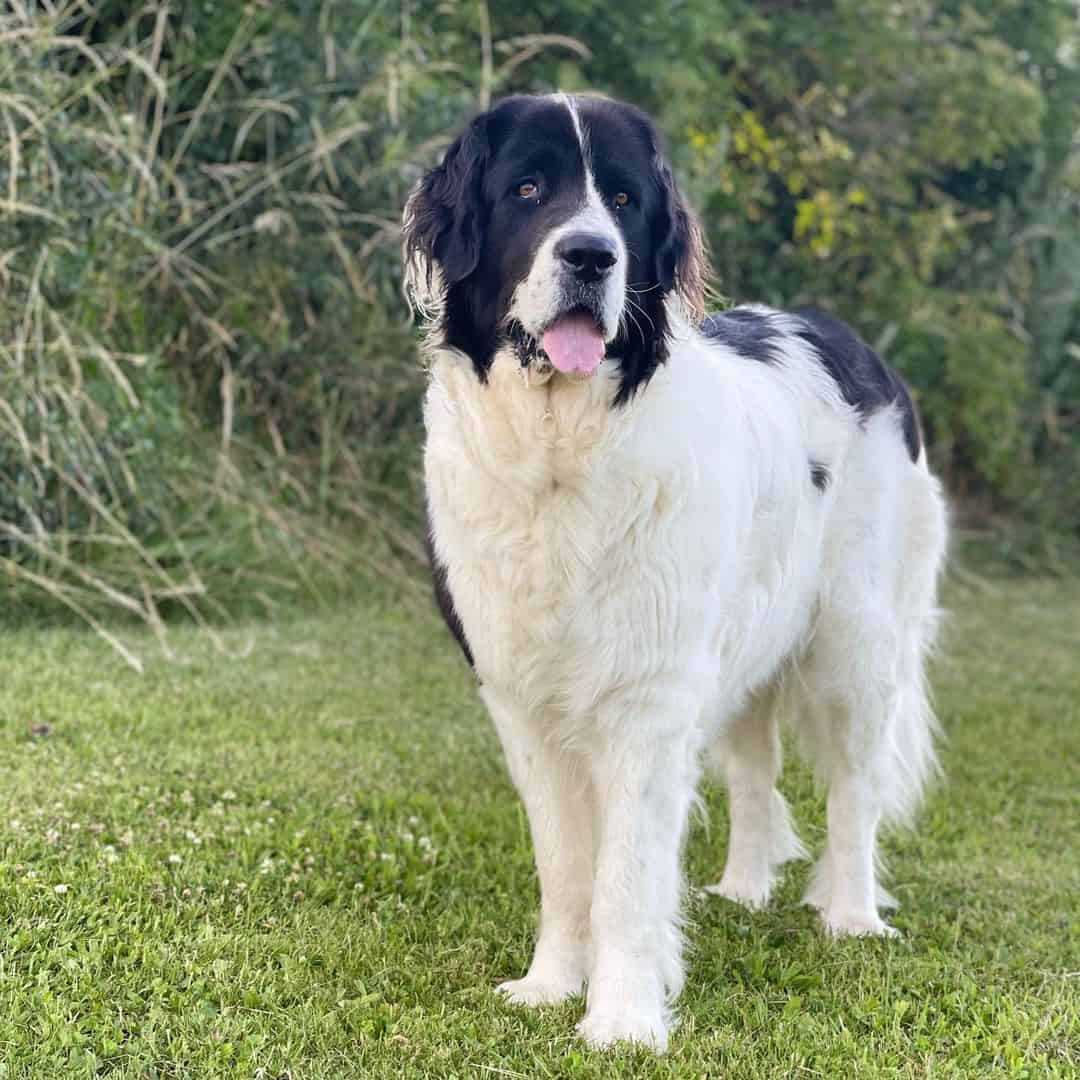 landseer newfoundland standing